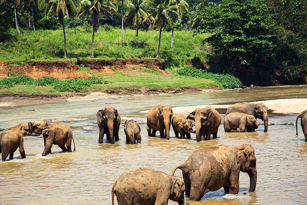 istock Pinnawala elephant orphanage, Sri Lanka. 472031684