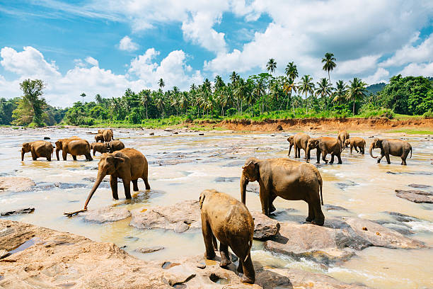 istock Pinnawala elephant orphanage, Sri Lanka. 472031690