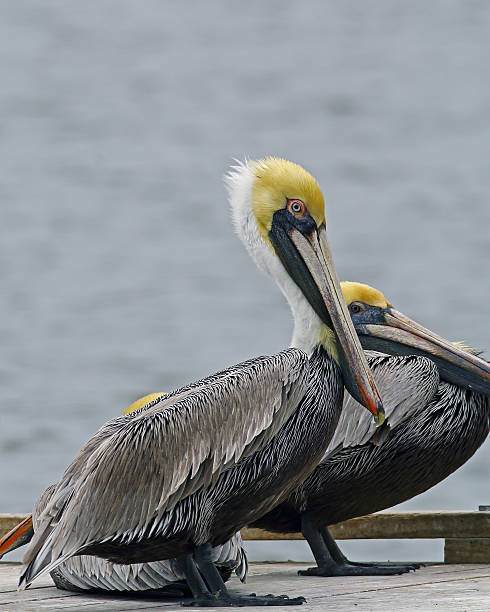 istock Brown Pelican breeding adult 472032074