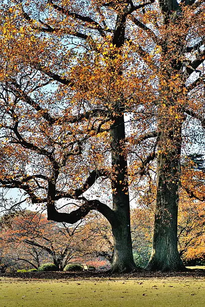 Of giant tulip tree in the park, bench vacant seat