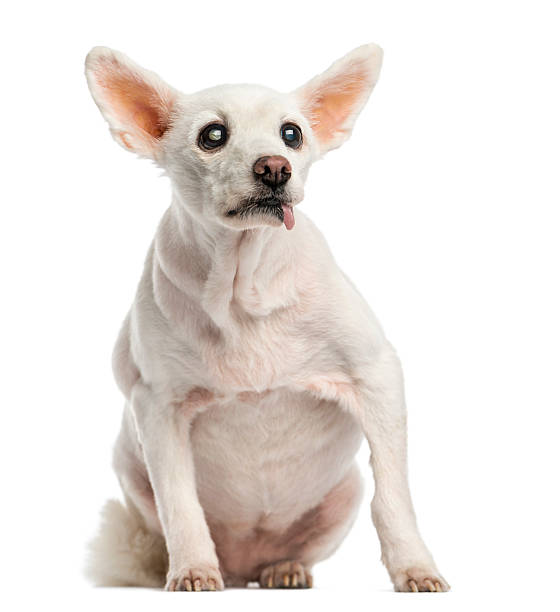 istock Old sick dog with cataract, sitting, 15 years 472033309