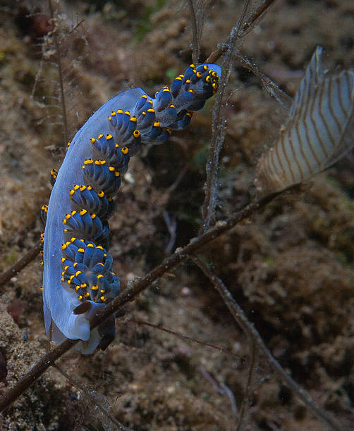 istock Nudibranch Trinchesia caerulea 472033337
