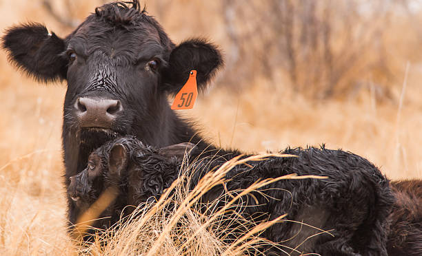 Newborn Calf and Mother stock photo
