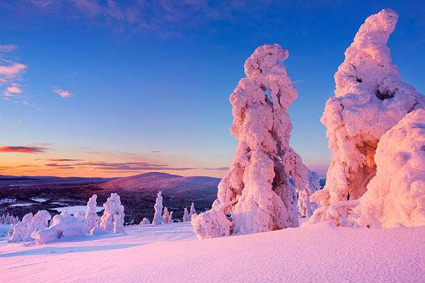 zachód słońca na zamrożone drzewa w górach, levi, fińska laponia - scandinavian peninsula winter pine tree tree zdjęcia i obrazy z banku zdjęć