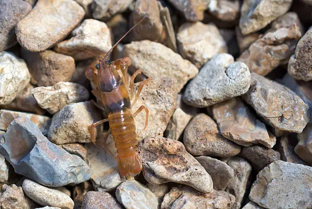 Photo of Missouri crayfish walks on rocks