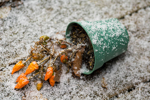 Home garden spice pot with dried up and frozen hot peppers.