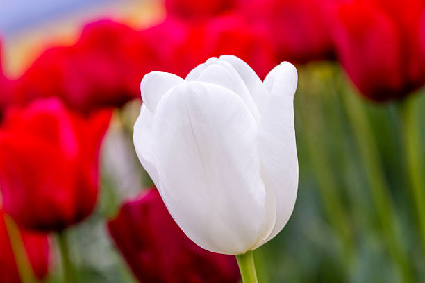 istock Skagit Valley Oregon Tulip Fields 472034842