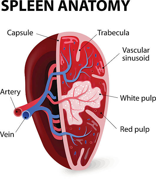 Spleen. Cross section Spleen. Cross section. Illustration showing the trabecular tissue and the splenic vein and its tributaries. Human anatomy spleen stock illustrations