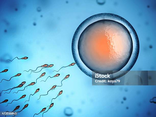 Photo libre de droit de Sperme Et Œufs Cellule banque d'images et plus d'images libres de droit de Fertilité humaine - Fertilité humaine, Sperme, Oeuf - Étape de fécondation humaine