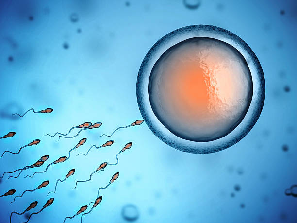 human sperm and egg cell stock photo