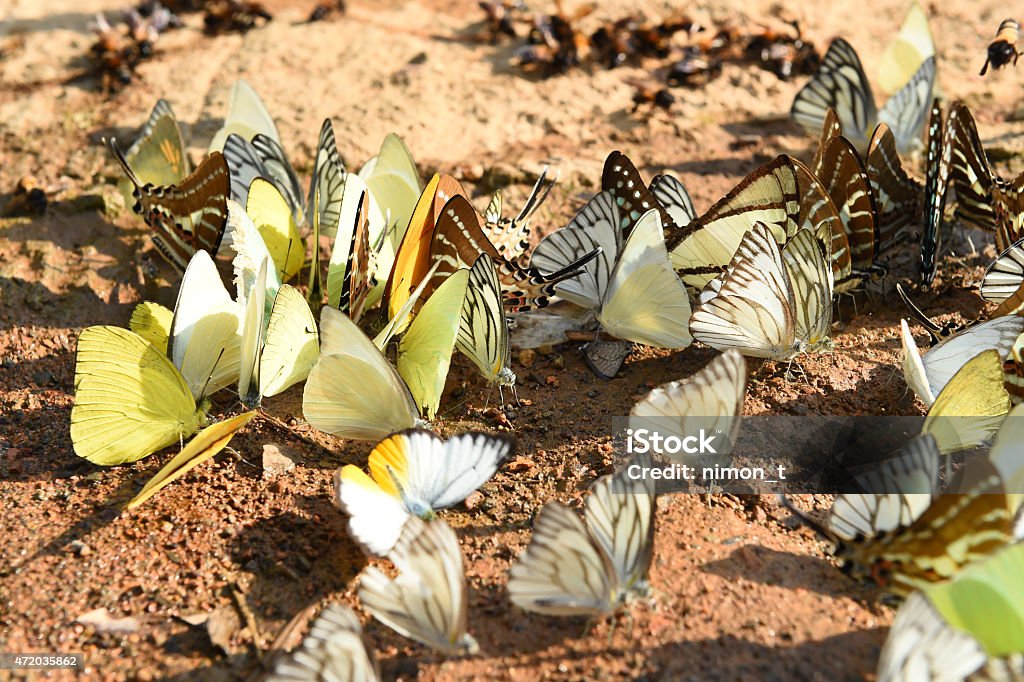 Butterfly on the ground Butterfly on the ground, Nature in thailand 2015 Stock Photo