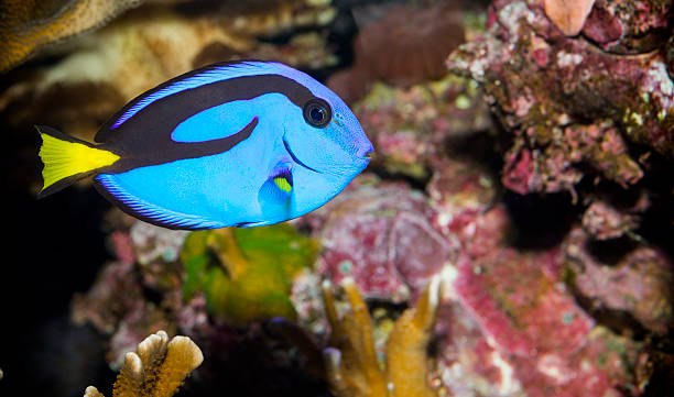 istock blue tang, Paracanthursus hepatus 472035986