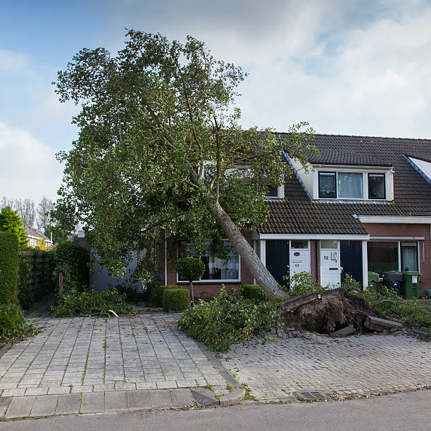 Stormdamage Netherlands stock photo