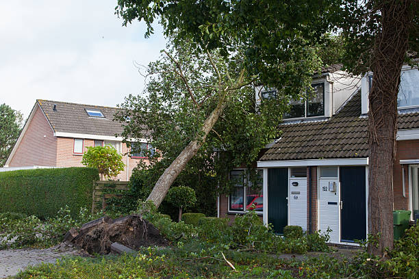 Stormdamage Netherlands stock photo