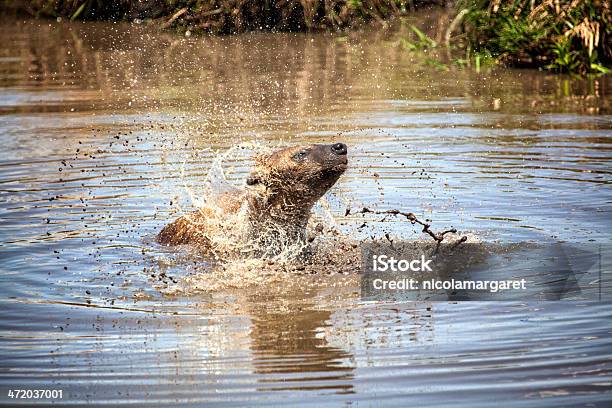 Foto de Hiena Tomando Um Banheiro Serengeti Tanzânia e mais fotos de stock de Animais de Safári - Animais de Safári, Animal, Animal selvagem