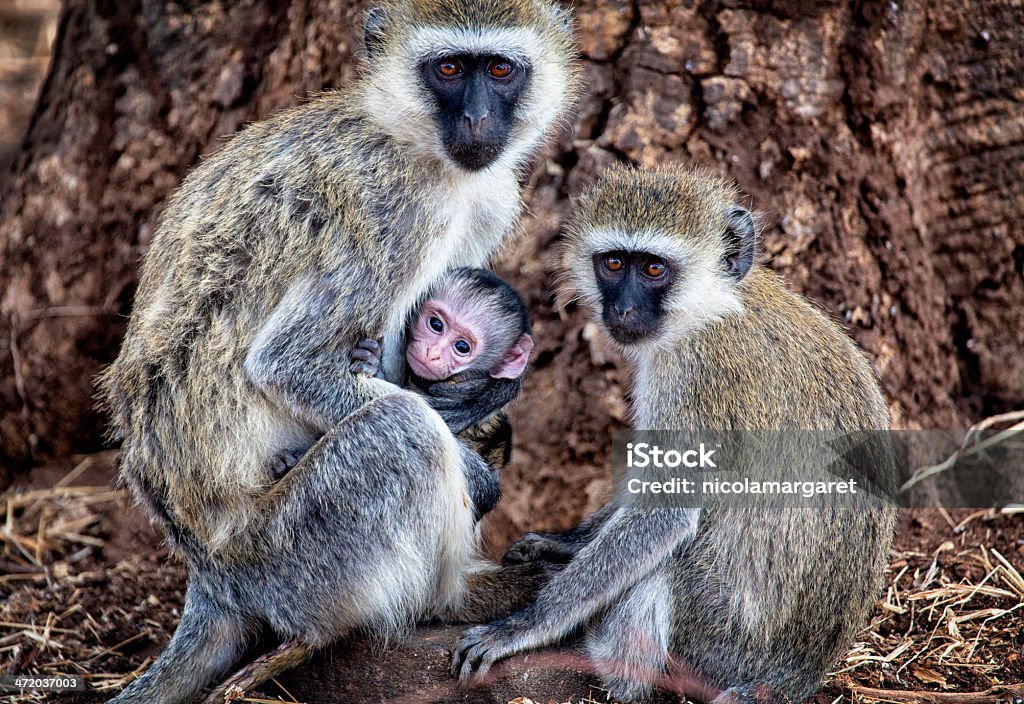 Mono verde familia de Tanzania - Foto de stock de Cercopiteco verde libre de derechos