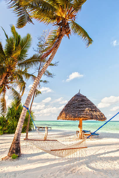 strand hängematte zwischen zwei palmen mit schatten auf sand - zanzibar stock-fotos und bilder