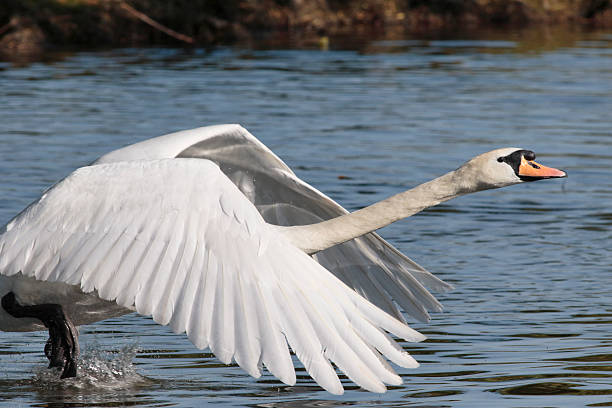istock Flying attack by aggressive territorial mute swan 472038092