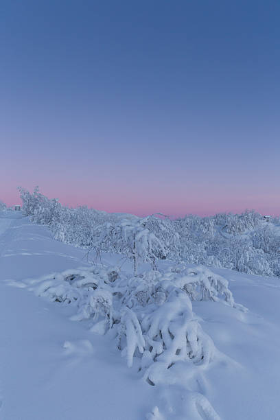 istock snow covered arctic trees in winter sunrise 472038172