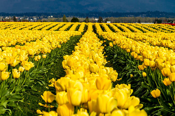 istock Skagit Valley Oregon Tulip Fields 472038618