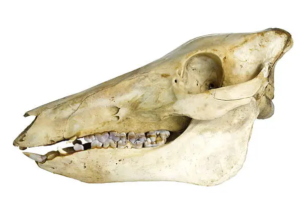 wildboar's skull on white background