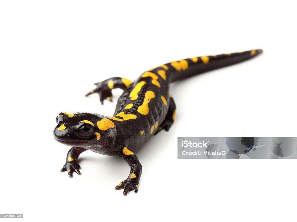 Salamandre terrestre (S. salamandra) sur blanc - Photo de Salamandre libre de droits