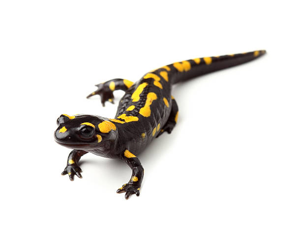 Fire salamander (S. salamandra) on white 	Fire salamander (Salamandra salamandra) isolated on white salamander stock pictures, royalty-free photos & images