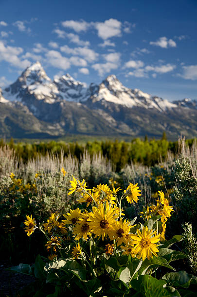 ワイオミング - snake river grand teton river wyoming ストックフォトと画像