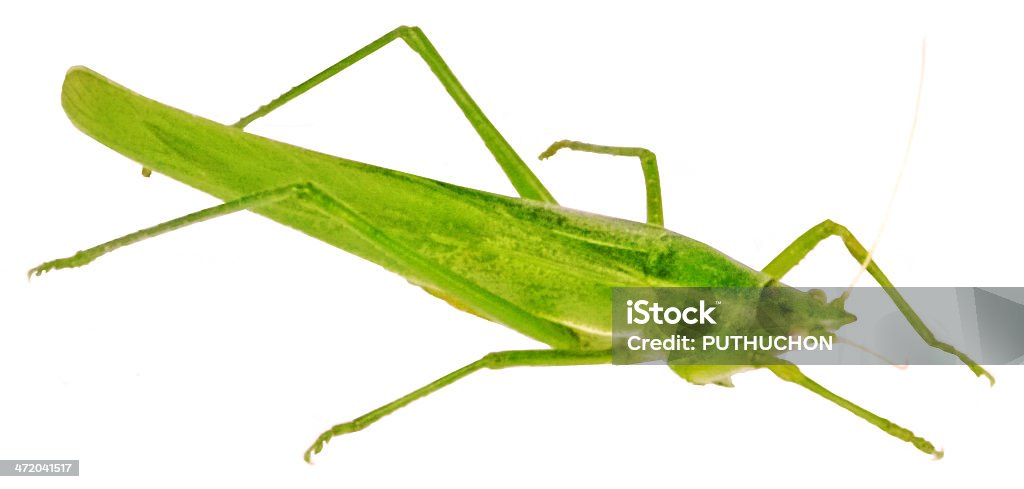 Green Grasshopper. - Zbiór zdjęć royalty-free (Bez ludzi)