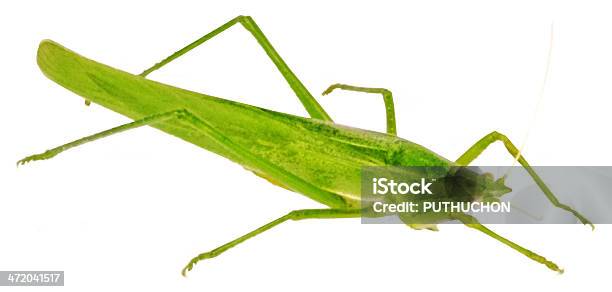 Green Grasshopper - zdjęcia stockowe i więcej obrazów Bez ludzi - Bez ludzi, Białe tło, Biały