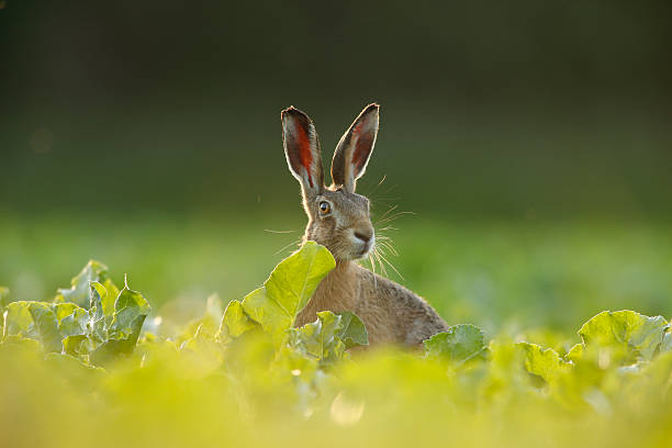 istock Lepus europaeus - European brown hare 472042332