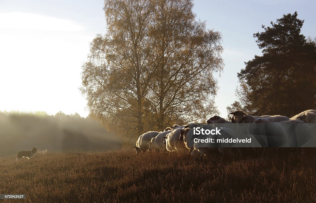 Gregge di pecore con cane - Foto stock royalty-free di Albero