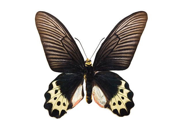 istock Butterfly Atrophaneura priapus 472042619