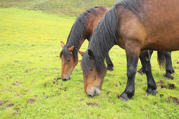 cavalos no prado alpino um campo, - horse herd togetherness connection imagens e fotografias de stock