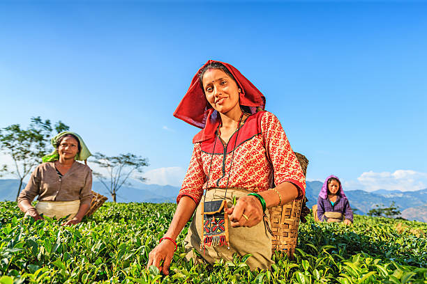 indian pickers wyrywanie liście herbaty darjeeling, w indiach - india women ethnic indigenous culture zdjęcia i obrazy z banku zdjęć