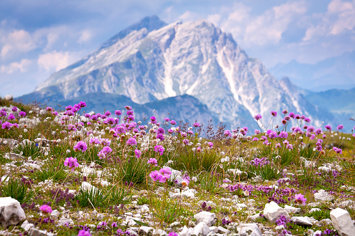 In foreground blooming Armeria Flowers. Typical wildflowers in the European Alps. In background is seen a peak of the Dolomites. The Dolomites are part of Southern Limestone Alps in Europe. In August 2009, the Dolomites were declared a UNESCO World Heritage Site.