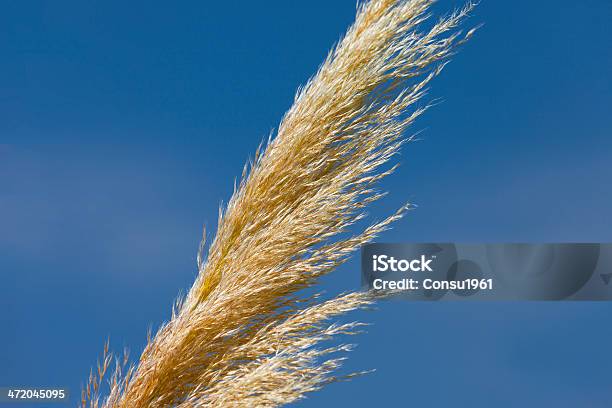 Vástago De Enriquecimiento Foto de stock y más banco de imágenes de Aire libre - Aire libre, Azul, Azul real