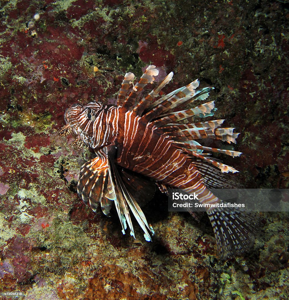 Invasive Lionfish, Pterois miles A beautiful but invasive Lionfish of the species Pterois miles. Photographed on the coral reefs of Curacao,Dutch Carribean. 2015 Stock Photo