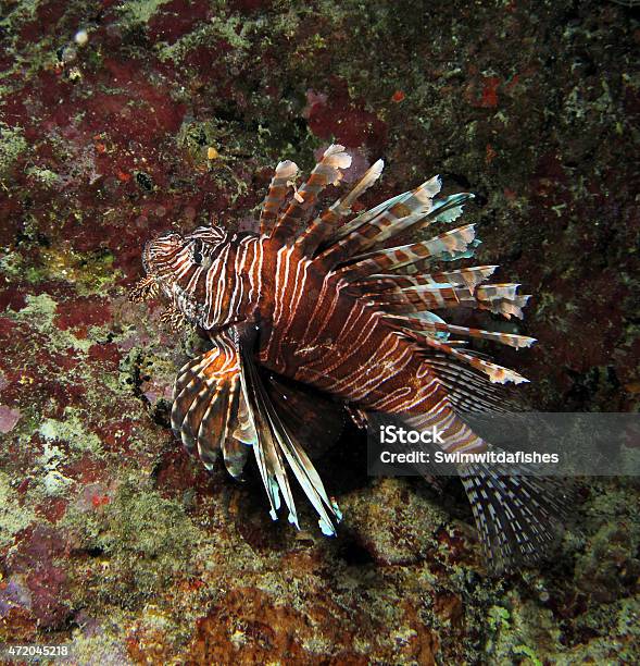 Invasive Lionfish Pterois Miles Stock Photo - Download Image Now - 2015, Animal, Animal Bone
