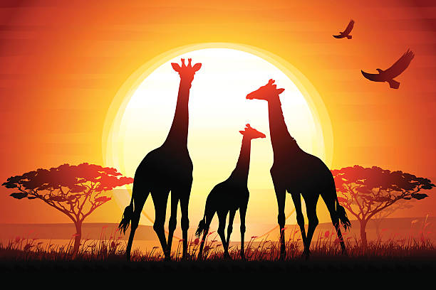 Three Giraffes silhouettes safari in savanna against hot sun Three Giraffes silhouettes safari in savanna against hot sun. giraffe calf stock illustrations