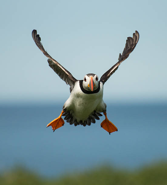 Puffin Landing Puffin preparing to land on the Farne Islands, Northumberland, England. farne islands stock pictures, royalty-free photos & images
