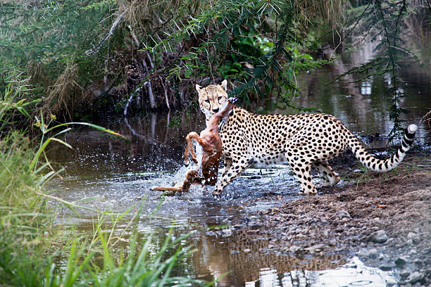 istock Cheetah catching prey in the Serengeti 472046173