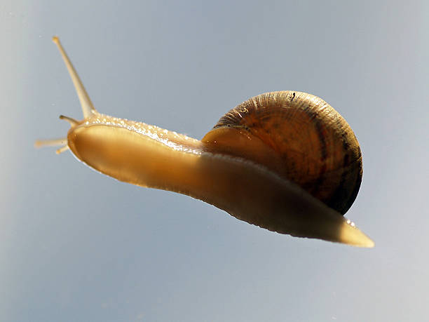 Osolated snail stock photo
