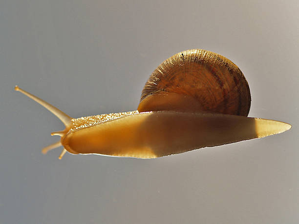 Isolated snail stock photo