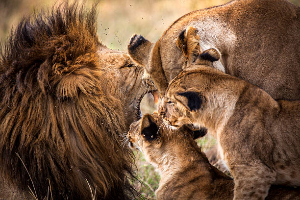 istock Lion family greeting 472048459