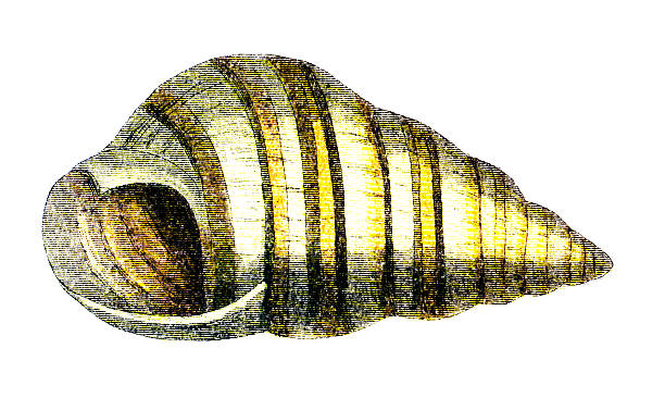 istock 19th century engraving of a colourful sea snail 472049619