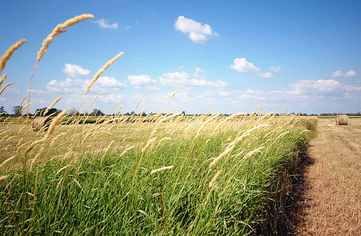 Thickets of dry reeds. Natural background for design. Web banner.