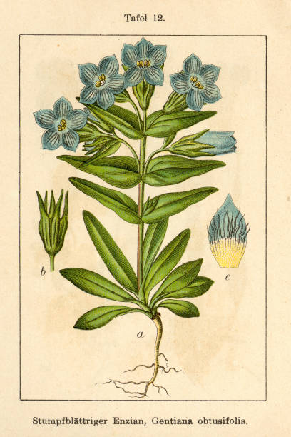 Botanic FiA v10 t12 Gentiana obtusifolia Gentiana obtusifolia enzian stock illustrations