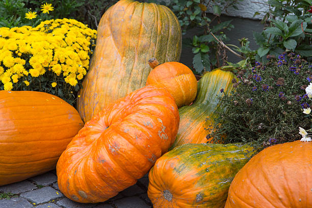 istock Different kinds of Pumpkins 472050615