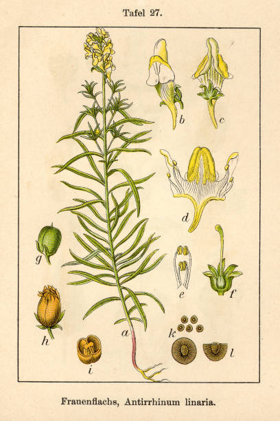 istock Botanic FiA v10 t27 Antirrhinum linaria 472050725